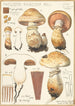 Pholiota radicosa Bull - Hans Baldung — Ansicht des Kunstwerks