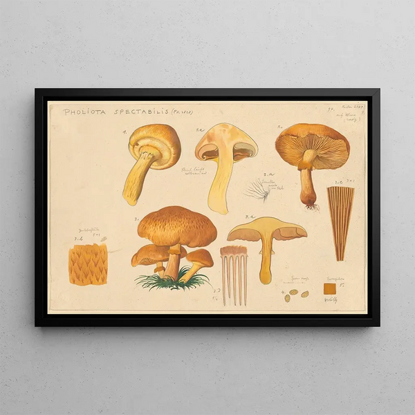 Pholiota spectabilis Fr 1828 - Hans Baldung — gerahmtes Bild an der Wand