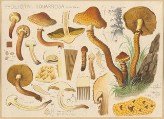 Pholiota squarrosa - Hans Baldung — Ansicht des Kunstwerks