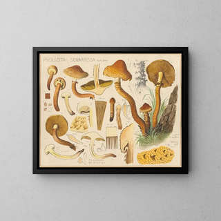 Pholiota squarrosa - Hans Baldung — gerahmtes Bild an der Wand