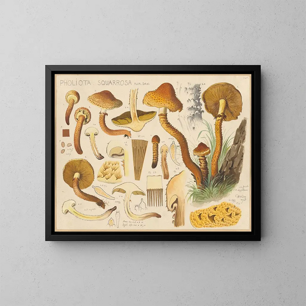 Pholiota squarrosa - Hans Baldung — gerahmtes Bild an der Wand