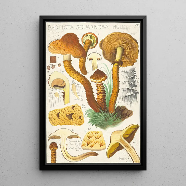 Pholiota squarrosa Mll - Hans Baldung — gerahmtes Bild an der Wand