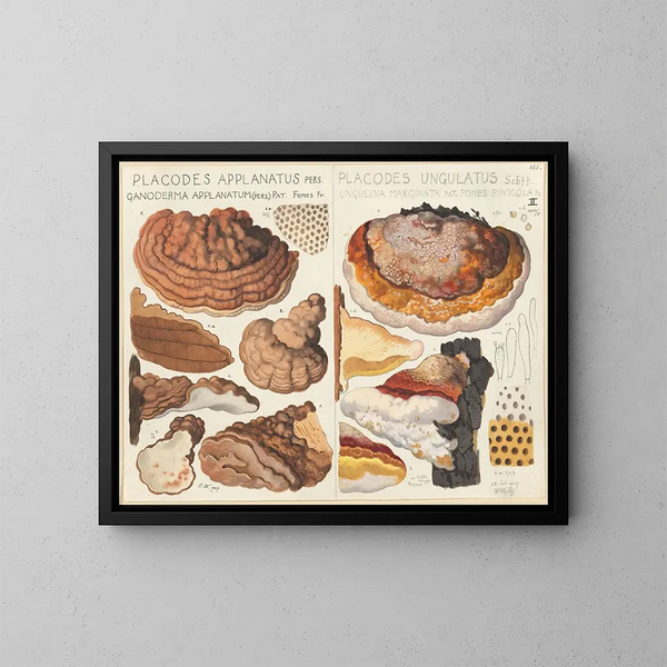 Placodes aplani Placodes ungulatus - Hans Baldung — gerahmtes Bild an der Wand