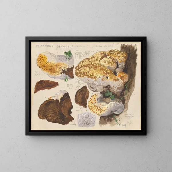 Placodes dryadeus pers - Hans Baldung — gerahmtes Bild an der Wand