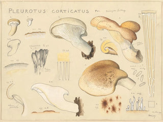 Hans Walty - Pleurotus corticatus Fr.webp