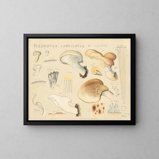 Hans Walty - Pleurotus corticatus Fr.webp