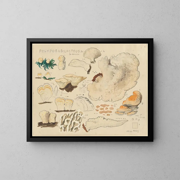 Polypore lacté - Hans Baldung — gerahmtes Bild an der Wand