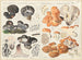 Polypore leucomèle Polypore confluent - Hans Baldung — Ansicht des Kunstwerks