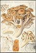Polyporus ramosissimus Schff - Hans Baldung — Ansicht des Kunstwerks
