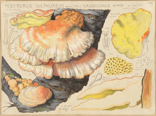 Hans Walty - Polyporus sulfureus Bull Fr caudicinus Schff.webp