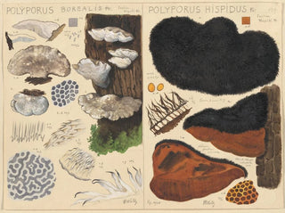 Poyporus boréal Poyporus hispidus - Hans Baldung — Ansicht des Kunstwerks