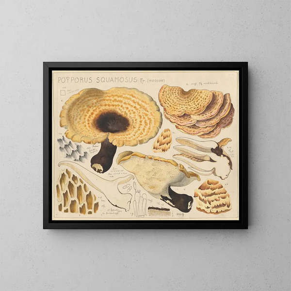 Poyporus squamosus Fr. Hudson - Hans Baldung — gerahmtes Bild an der Wand