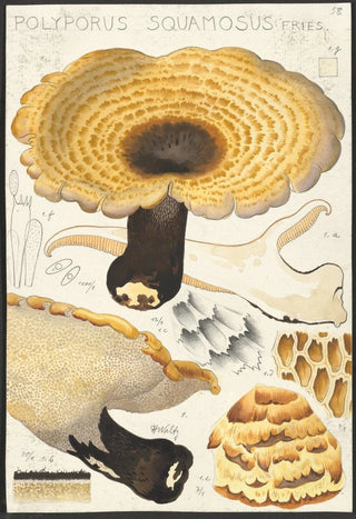 Hans Walty - Poyporus squamosus Fries.webp