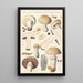 Psalliota campestris Psalliota campestris var umbrina - Hans Baldung — gerahmtes Bild an der Wand