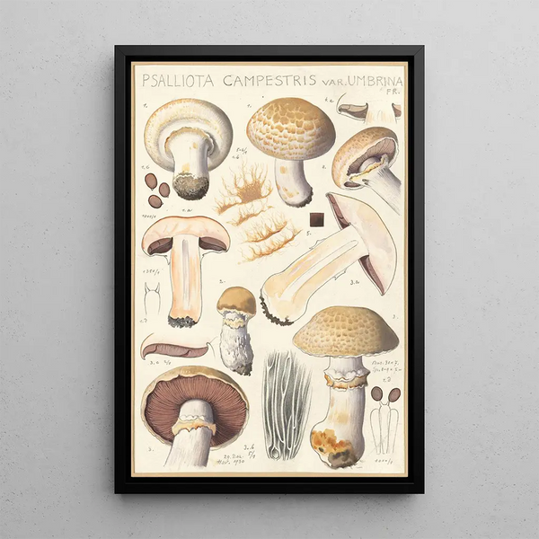 Psalliota campestris Psalliota campestris var umbrina - Hans Baldung — gerahmtes Bild an der Wand