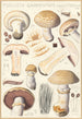 Psalliota campestris Psalliota campestris var umbrina - Hans Baldung — Ansicht des Kunstwerks
