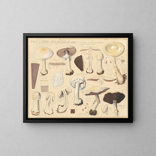 Psalliota silvicola - Hans Baldung — gerahmtes Bild an der Wand