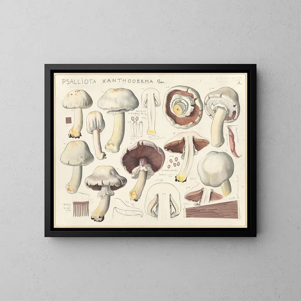 Psalliote xanthoderme - Hans Baldung — gerahmtes Bild an der Wand