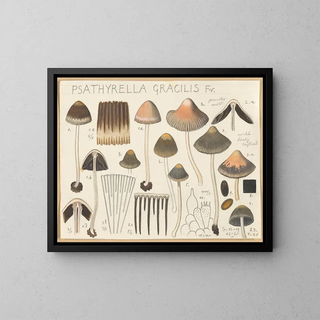 Psathyrella gracilis - Hans Baldung — gerahmtes Bild an der Wand