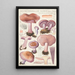 Rhodopaxillus nudus Bull Maire Tricholoma nudum Fr - Hans Baldung — gerahmtes Bild an der Wand
