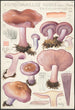 Rhodopaxillus nudus Bull Maire Tricholoma nudum Fr - Hans Baldung — Ansicht des Kunstwerks