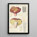 Russula olivacea - Hans Baldung — gerahmtes Bild an der Wand