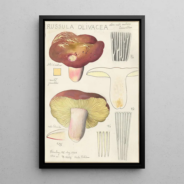 Russula olivacea - Hans Baldung — gerahmtes Bild an der Wand