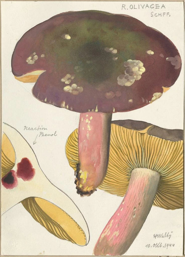 Russula olivacea schff - Hans Baldung — gerahmtes Bild an der Wand