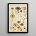 Russula puellaries - Hans Baldung — gerahmtes Bild an der Wand