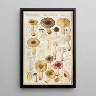 Hans Walty - Russula Puellaries.webp