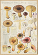 Russula puellaries - Hans Baldung — Ansicht des Kunstwerks