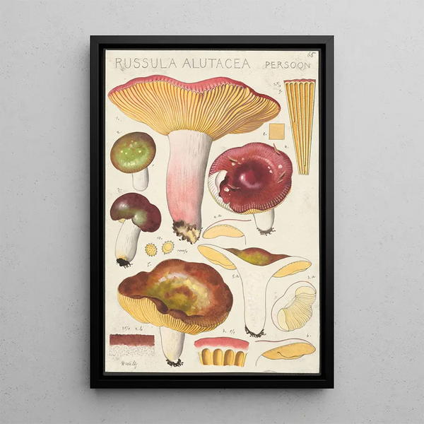 Russula alutacea Persoon - Hans Baldung — gerahmtes Bild an der Wand