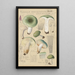 Russula aureginea - Hans Baldung — gerahmtes Bild an der Wand