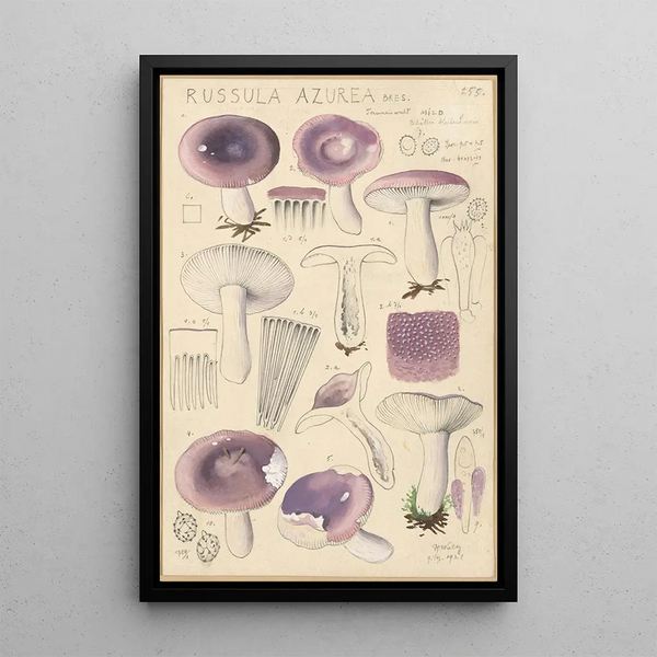 Russula azurea - Hans Baldung — gerahmtes Bild an der Wand