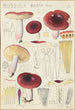 Russula badia - Hans Baldung — Ansicht des Kunstwerks