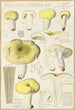Russula citrina - Hans Baldung — Ansicht des Kunstwerks