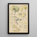 Russula citrina Gill - Hans Baldung — gerahmtes Bild an der Wand
