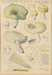 Russula citrina Gill - Hans Baldung — Ansicht des Kunstwerks