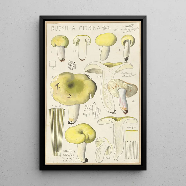 Russula citrina - Hans Baldung — gerahmtes Bild an der Wand