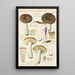 Russula consobrina - Hans Baldung — gerahmtes Bild an der Wand