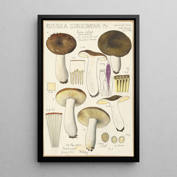 Russula consobrina - Hans Baldung — gerahmtes Bild an der Wand