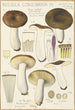Russula consobrina - Hans Baldung — Ansicht des Kunstwerks
