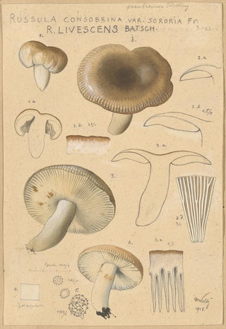 Hans Walty - Russula consobrina var sororia.webp