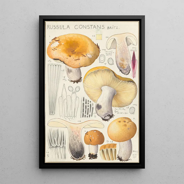 Russula constans - Hans Baldung — gerahmtes Bild an der Wand