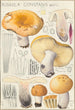 Russula constans - Hans Baldung — Ansicht des Kunstwerks