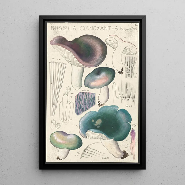 Russula cyanoxantha Schaeffer - Hans Baldung — gerahmtes Bild an der Wand