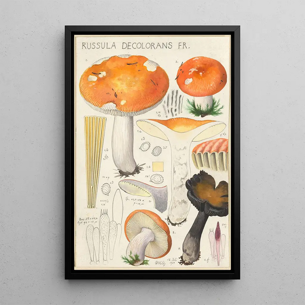 Russula decolorans Fr - Hans Baldung — gerahmtes Bild an der Wand
