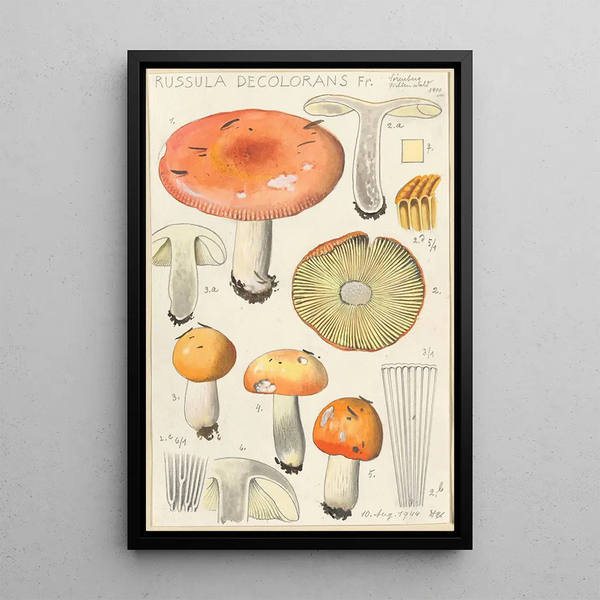 Russula decolorans - Hans Baldung — gerahmtes Bild an der Wand