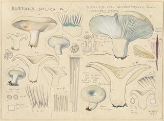 Hans Walty - Russula delica.webp