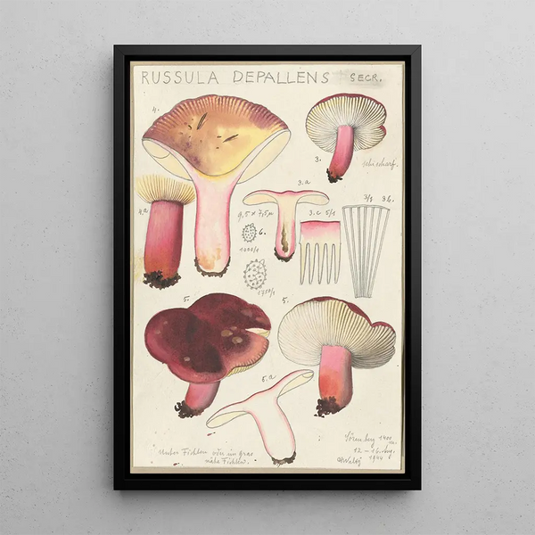 Russula depallens - Hans Baldung — gerahmtes Bild an der Wand
